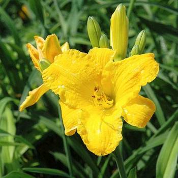 Лилейник Hemerocallis ‘Bakabana’